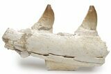 Mosasaur Jaw Section with Two Teeth - Morocco #220257-1